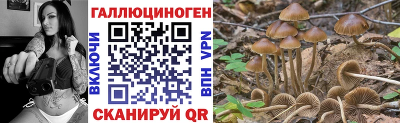 как найти   Сосновоборск  Псилоцибиновые грибы Magic Shrooms 